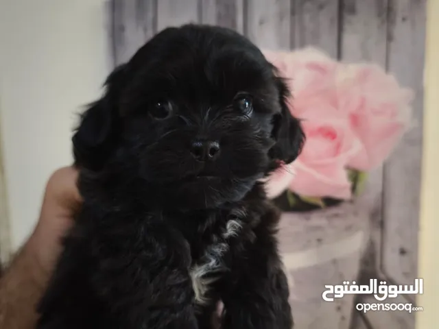 جراء بودل جميلة جداا العمر 6 اسابيع فقط