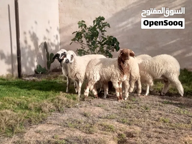 سلام عليكم 5خرفان وزوز فطايم
