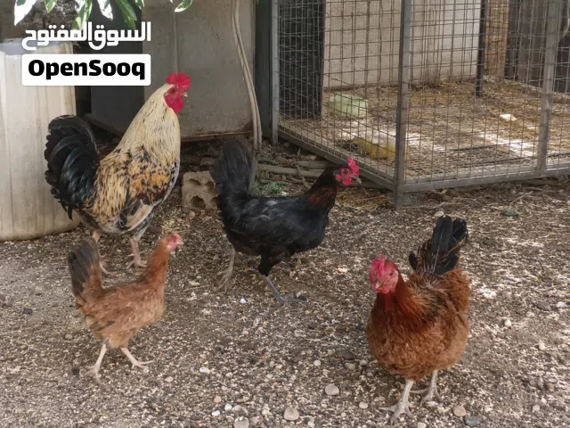4 جاجات وديك يعني 5 للبيع بسعر مغري