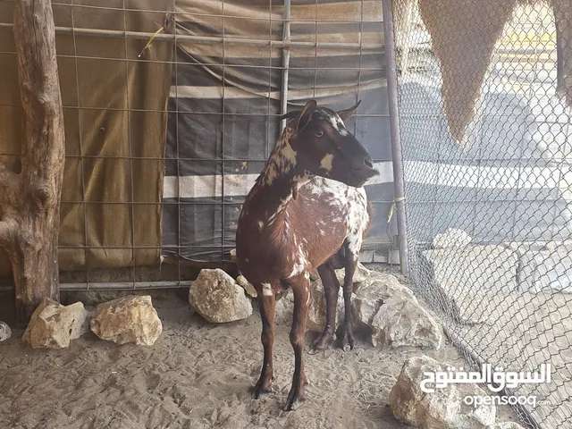 عنز تهاميه الحجم الكبير الناهي