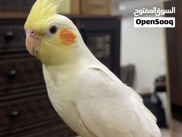 ببغاء الكروان (كوكتيل )