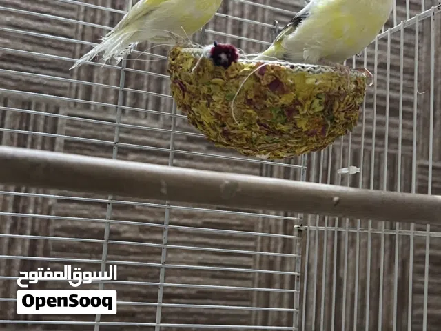 زوج كناري البيع