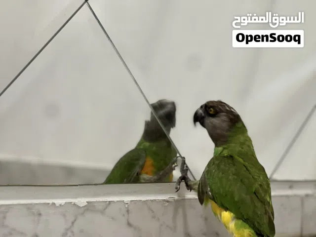 كمية محدوده ببغاء سنغالي