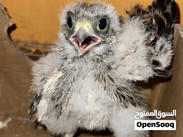 للبيع فرخ شرياص