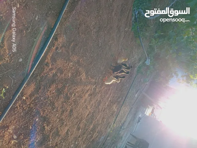 موجود 11 حبه حب جاهزات وجوزين تحتهن فراخ وجوزهوقو تحته فرخ وبيض جديد للبيع بمادبا يوجد توصيل عحسابك.