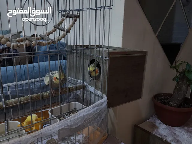 كوكتيل شغالات تحتهم بيض البطن الثالث