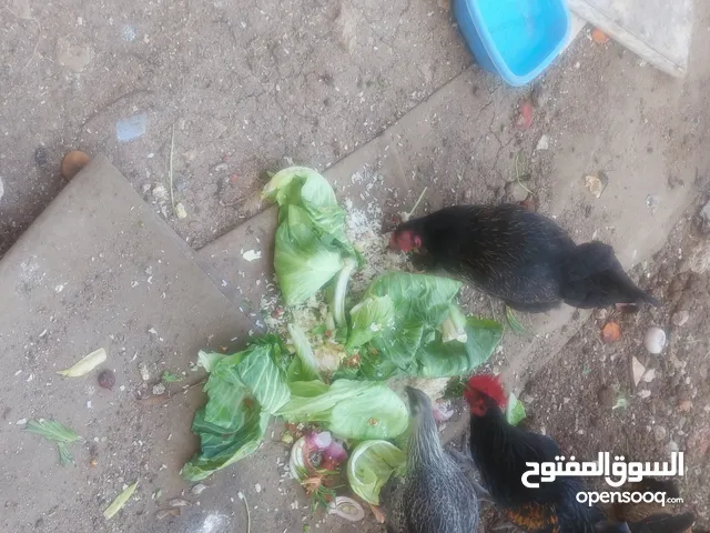 10 دجاجات بلديات وديك