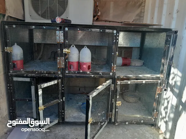 قن 6 عيون وساع للبيع