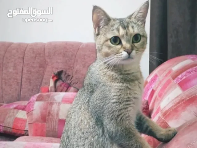 انثى سكوتش ny25 للتبني مقابل رمزي