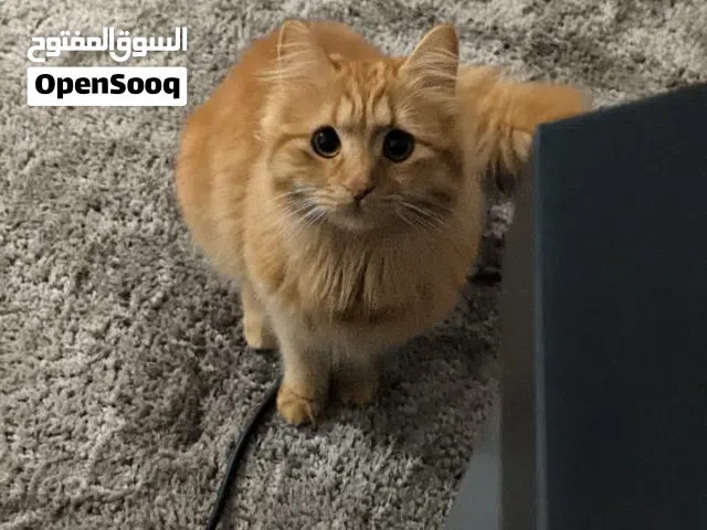 مطلوب واحد من كروت Rtx 3060 Rtx 3060 ti  Rtx 4060 Rtx 3070 Rtx5060 صوره لفت