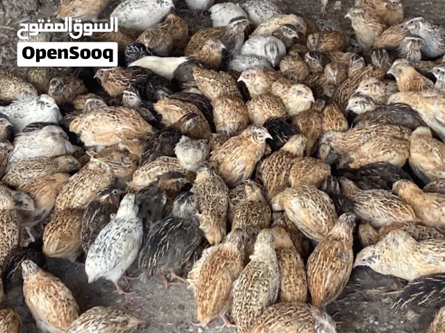 طيور سمانًًً