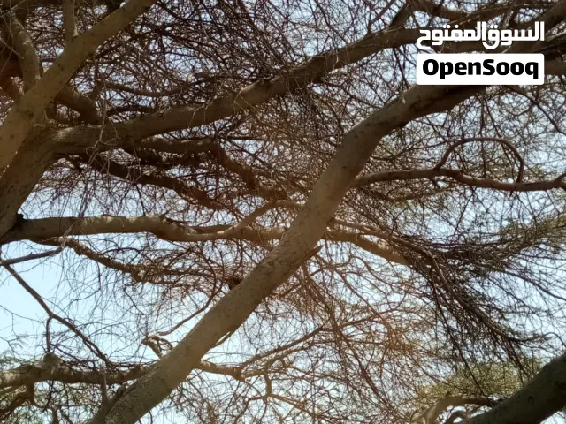 2000 m2 4 Bedrooms Townhouse for Rent in Al Batinah Suwaiq