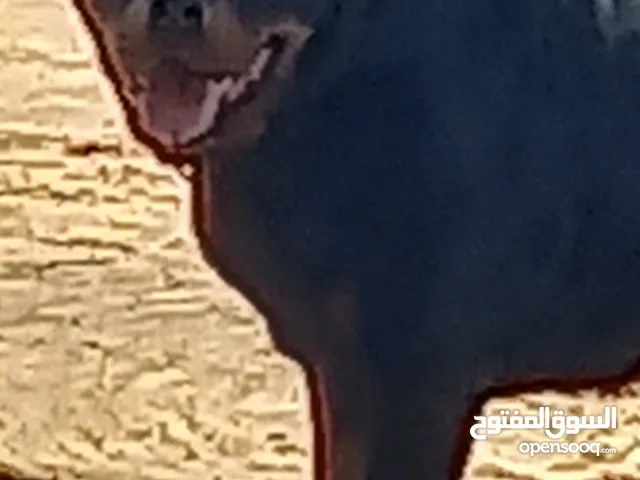 بسم الله توكلنا على الله  متاح انتايه رود وايلر لاقوة الا بالله العمر سنه وتسعه شهور