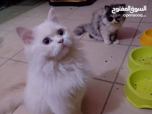 قطط للبيع الابيض هملايه والأسود بيرشن السعر 100