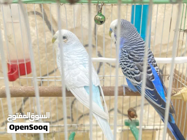 جوز عصافير حب للبيع