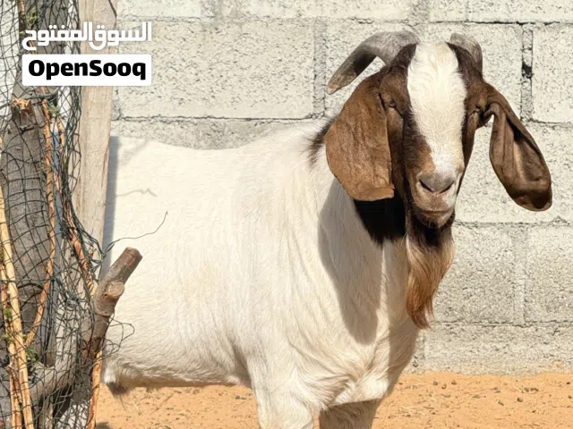 Bore goats