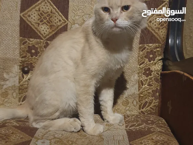 قطة شيرازي مع بلدي