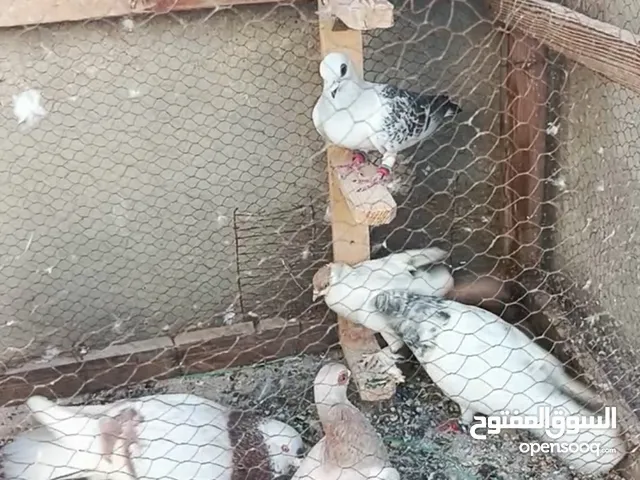 حمام للبيع