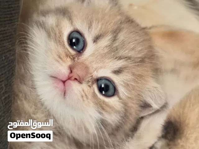 قطة عمر 40 يوم سكوتش فولد بيور  بنت sugar وEva ام واب مستوردين