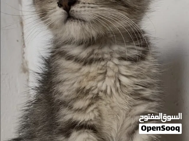 للبيع قطه سكوتش  بريطاني شورت هير + شيرازي