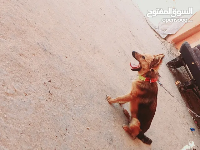 كلبه شيواوه للبيع العمر 7 اشهور ناشطه ذكيه