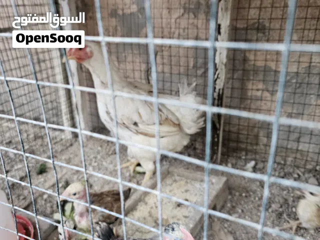دجاجه عربيه خشنه صحه ونظافه فول ودجاجه مخلفه هندي رس طيب لون ابيض