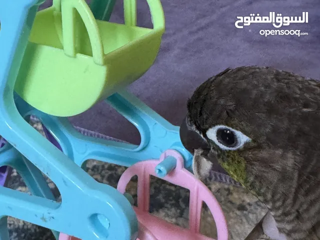 كنيور اليف متكلم الموقع جدة سوم بدايت السوم 1000