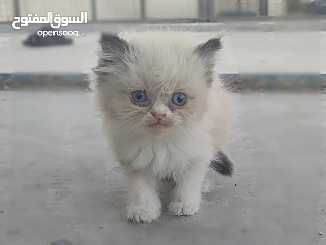 ذكر راغدول عمر شهرين