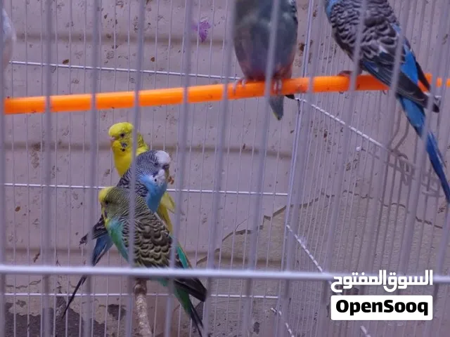 طيور حب متوفرة