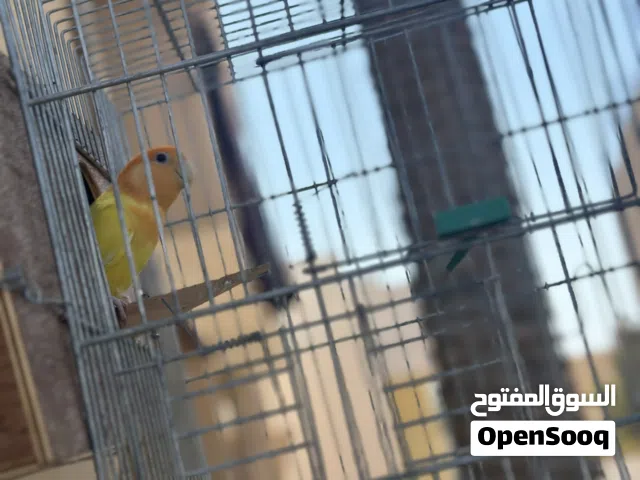 كوبيه بركديلو ربي يبارك