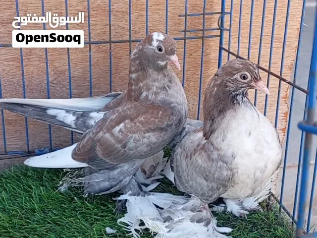اشهد ان الا الله الا الله واشهد أن محمد رسول الله