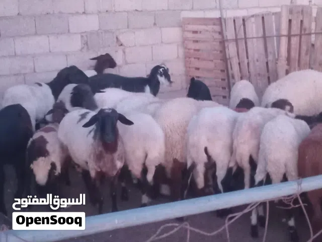 كل شئ موجود للبيع