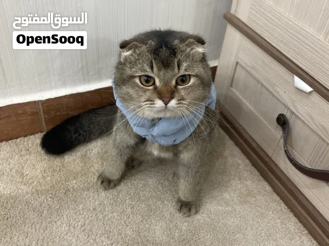 للبيع قطوه سكوتش فولد بسعر منتاز اندر انواع القطط!! وفي توصيل لباب بيتك
