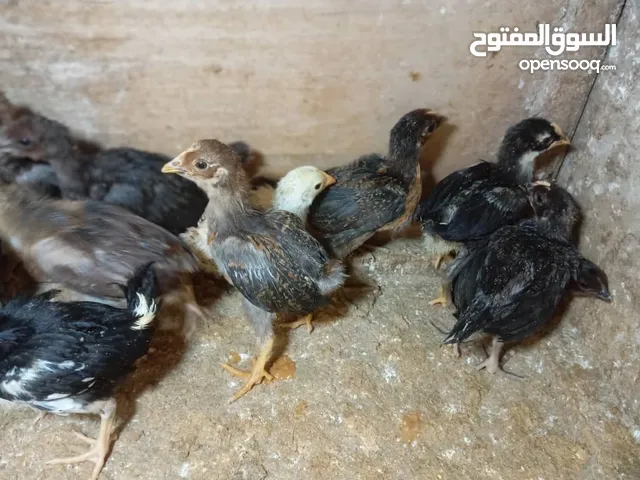 كتكوت دجاج عربي