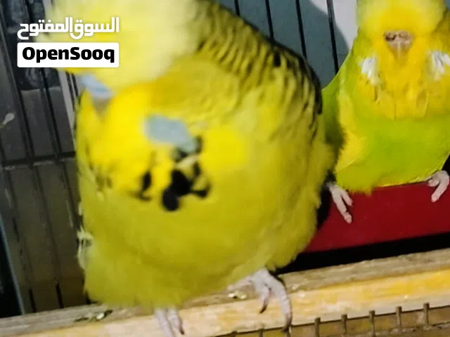 جوزين حب للبيع