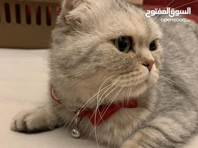 قطه بريتش شيدد سلڤر بيور انثى