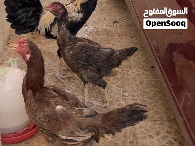 Pakistani Chicken for Sale - All of them 30 OMR