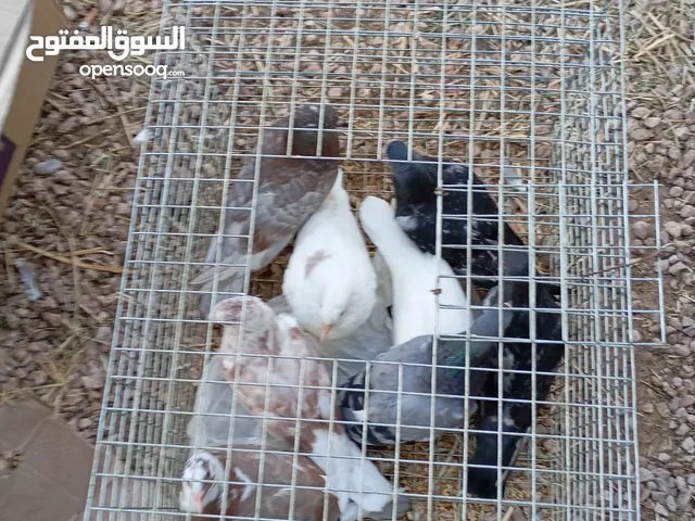 السلام عليكم متوفر 13فرخ حمام لدبح المكان مصراته