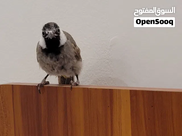jumbo size bulbul Bahraini fully tamd