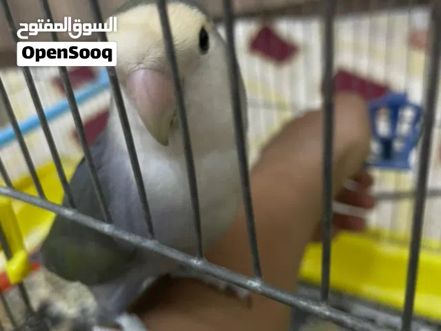 طير بركديلو نص تروض العمر8اشهر السعر180