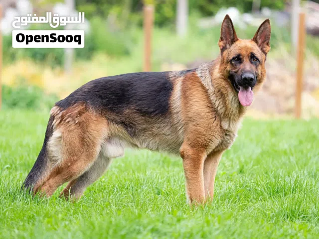 محتاج كلب للتبني