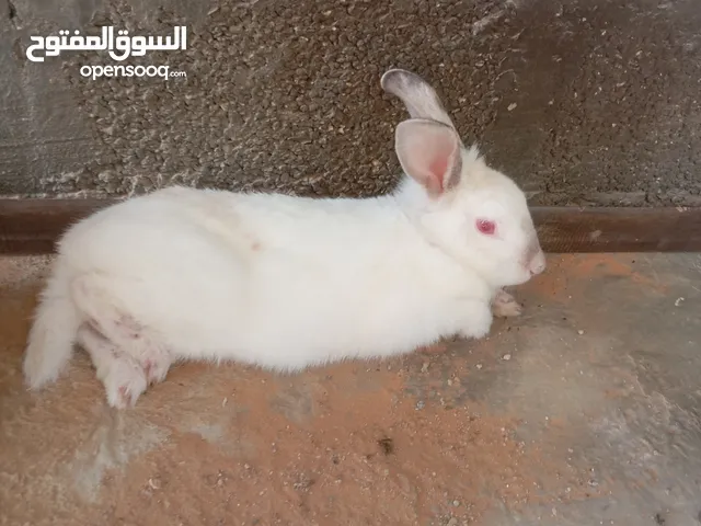 ارنب ابيض. اللهم بارك ما شاء الله
