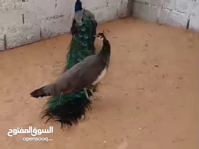 مطلوب ذكر طاووس / مطلوب طاووس للبيع