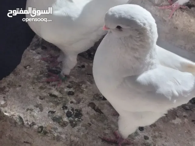 ااااااااااااااااا