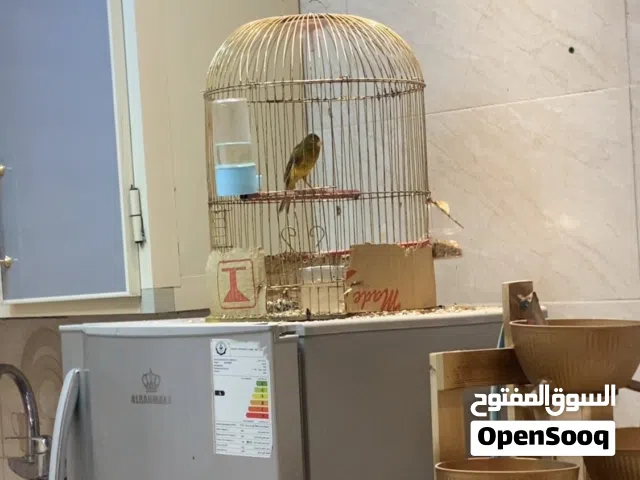 كناري فحل فول تغريد وشرط الشد