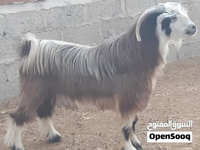 للبيع جدي رحبي ماشاءالله سمين شوف الوصف