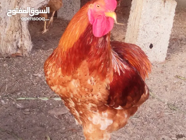 ديكه فرنسيه جاهزه للانتاج