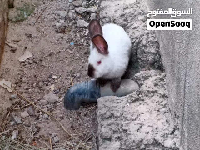 انثى كلفورني للبيع بسعر مغري