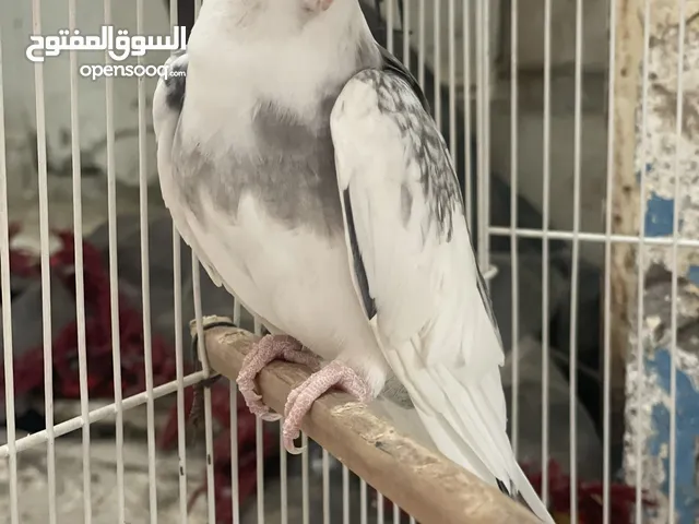 للبيع فروخ كروانات