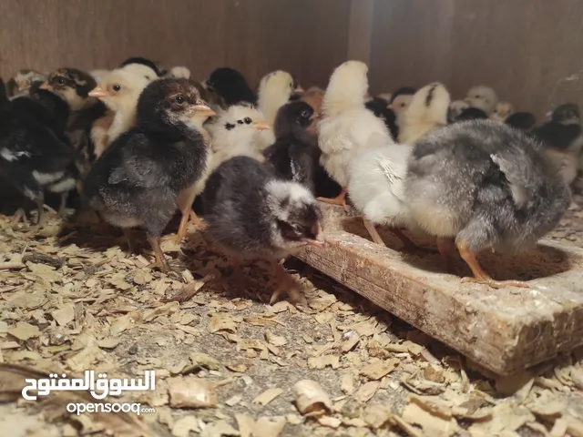 كتكوت عربي